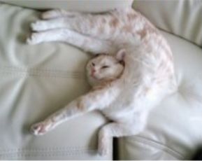 莫比乌斯的奇异事件,莫比乌斯环异次元