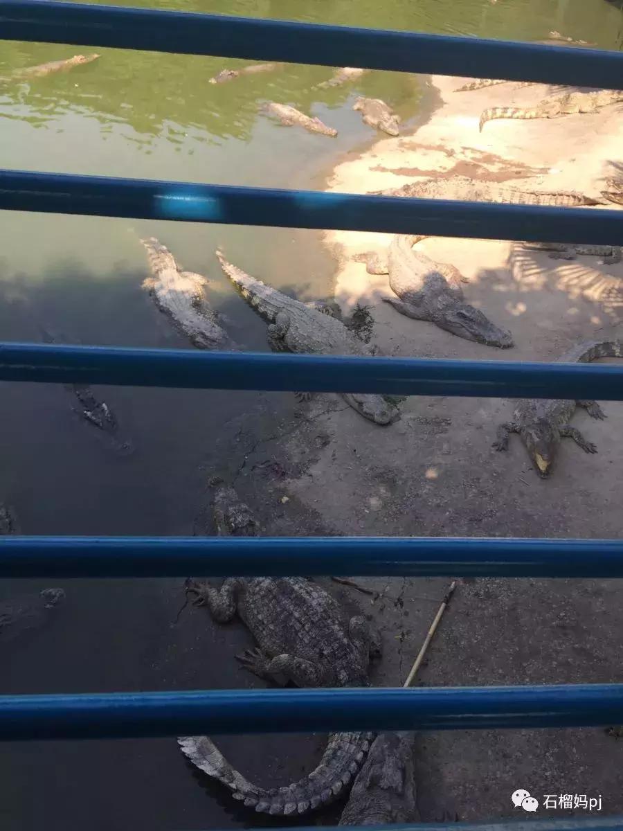 骞垮窞闀块殕椋為笩涔愬洯绁ㄤ环,闀块殕椋為笩涔愬洯灏忓绁ㄤ环