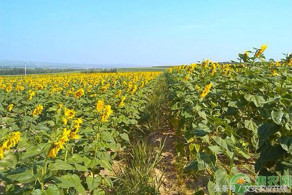 内蒙古葵花籽批发价格,全国葵花籽价格最新行情分析