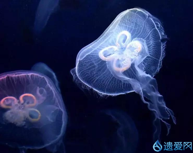 水中大熊猫全国仅3只图片,罕见水中大熊猫桃花水母现身云南