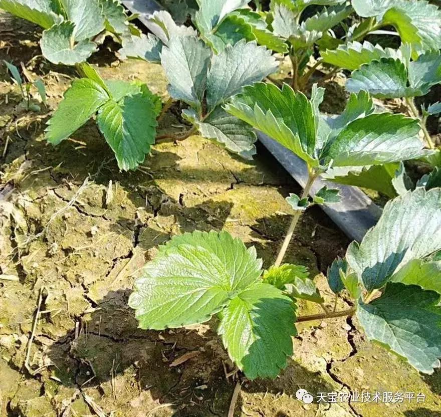 草莓不出花芽,草莓花芽分化的最佳方法