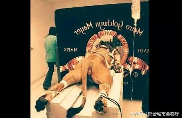 12张你以为是真的其实是假的照片,你看到的不一定就是真相原版