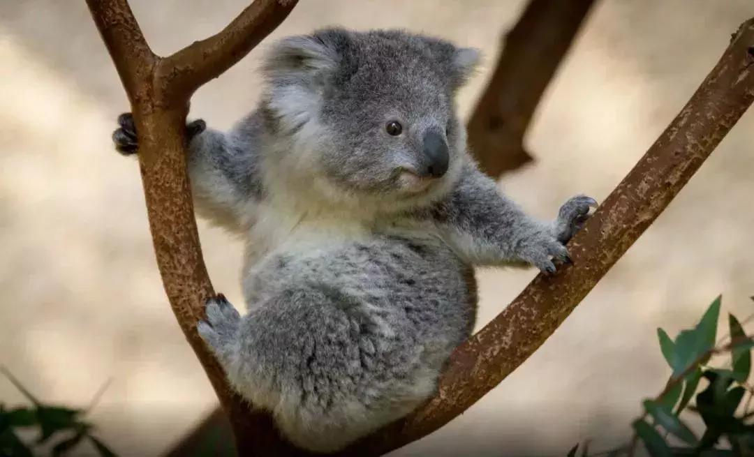 “锦鲤”信小呆的经历,中国锦鲤信小呆环游世界2年归来