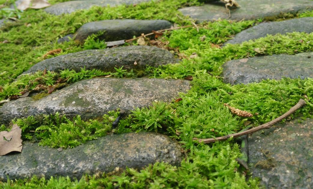 大棚地上长青苔用什么办法治,大棚里青苔怎么处理