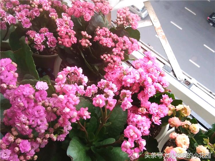 长寿花花后修剪了导致枯萎,长寿花花开谢了怎么剪掉