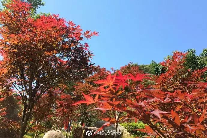 重阳节去登高最佳方案,广州重阳登高最佳地点查询