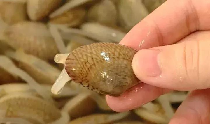 火遍大街小巷的花甲螺，一招教你轻松搞定！