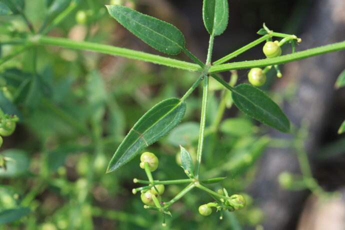 中药材茜草种植方法,中药材茜草视频