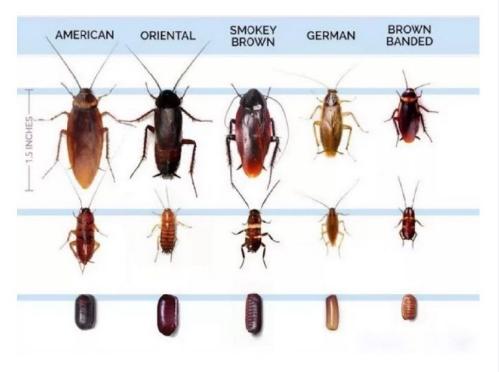 家里有蟑螂怎样驱蟑螂小妙招,家里有蟑螂怎么办蟑螂要怎样灭