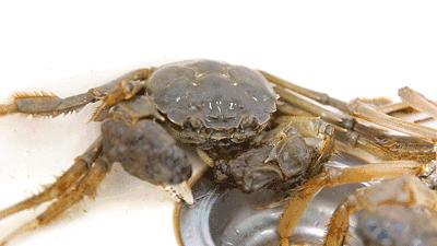 阳澄湖大闸蟹礼券潜规则,阳澄湖大闸蟹券规则