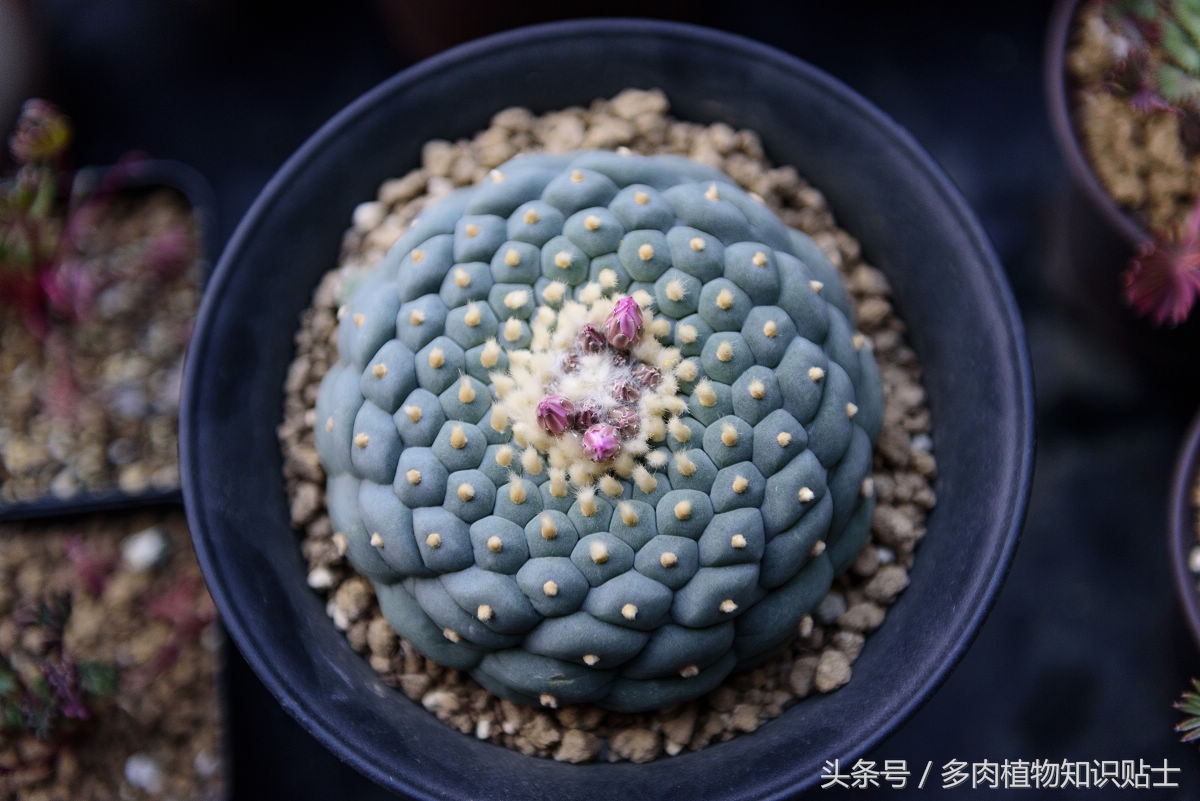 仙人球种花盆里需要松土么,仙人球新栽需要浇水吗