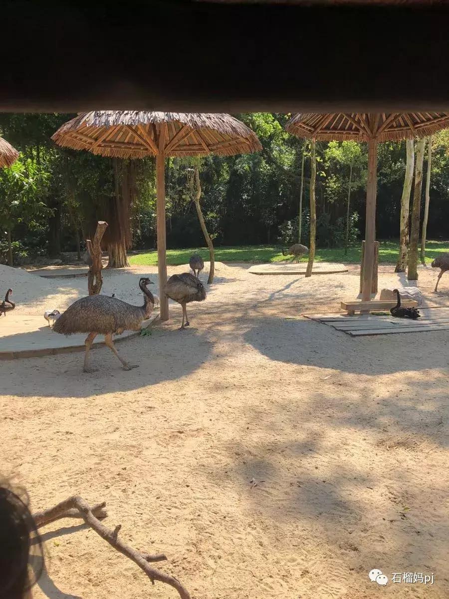 长隆欢乐世界和长隆野生动物园,广州长隆野生动物园侏罗纪公园