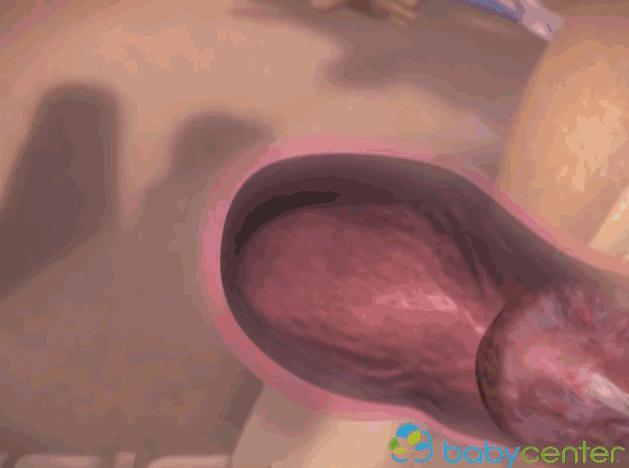 3d模拟受孕过程,3d模拟孕妇变化