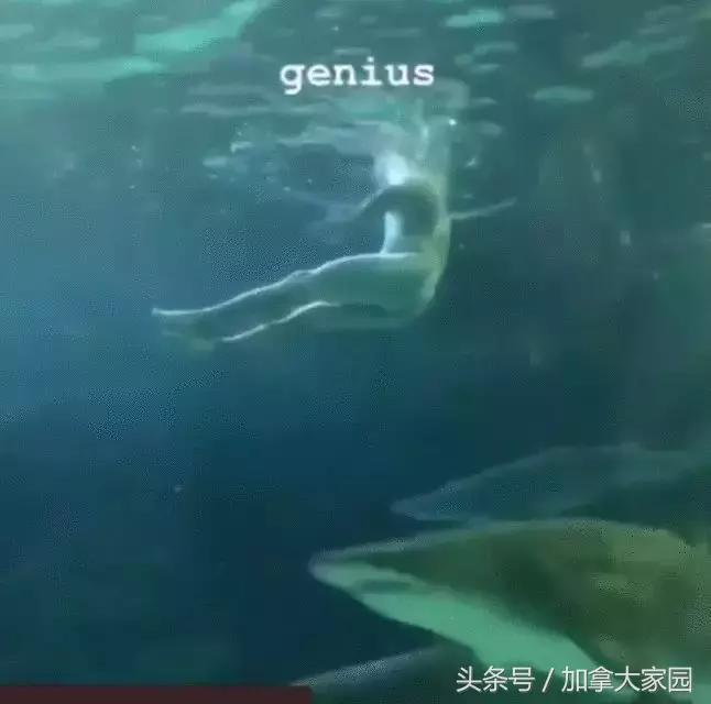 一男子跳进鲨鱼池,美国一男子跳进水族馆鱼缸