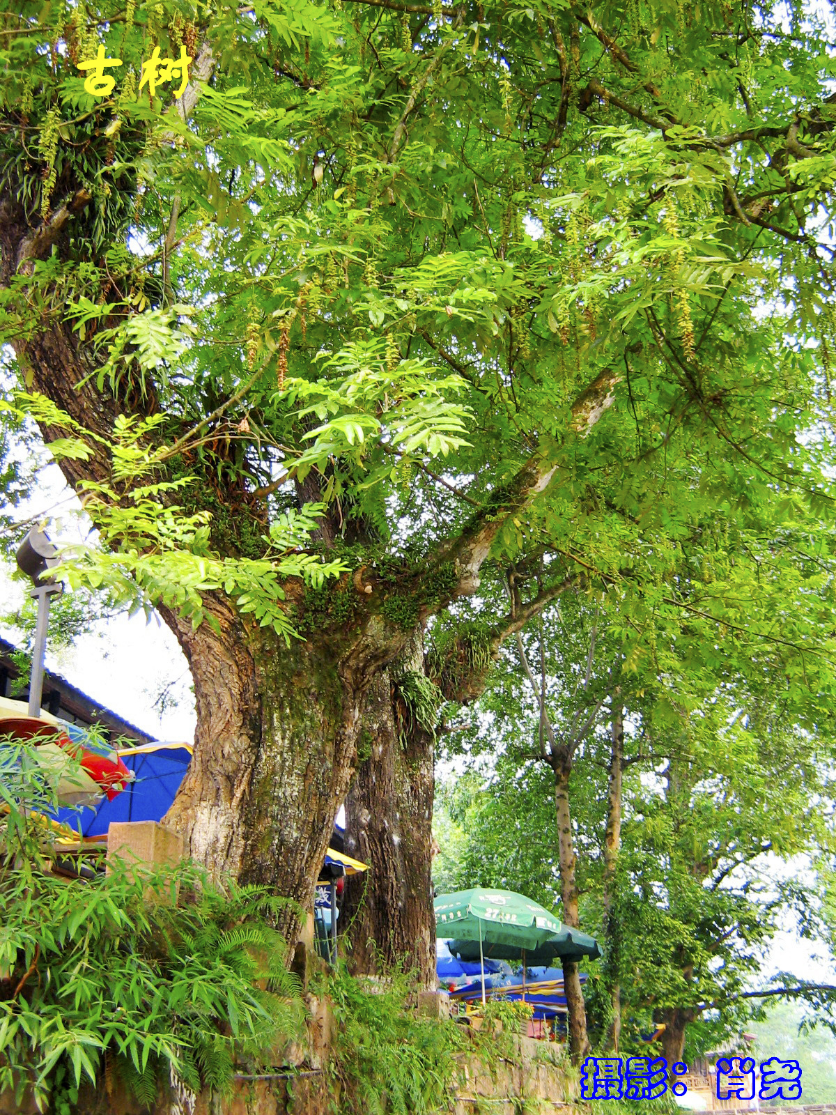 四川雅安上里古镇茶马古道,雅安上里古镇古道驿站