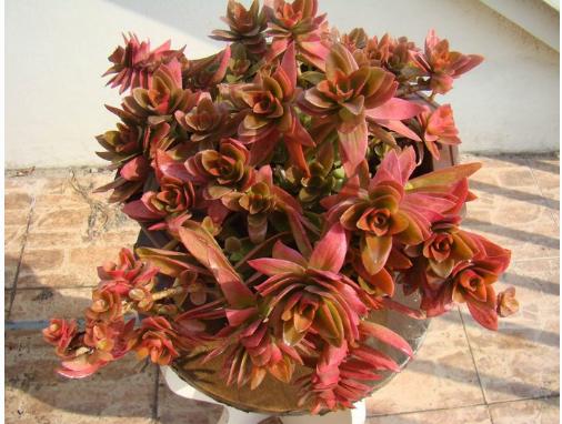 火祭怎样过冬,怎样让火祭变红