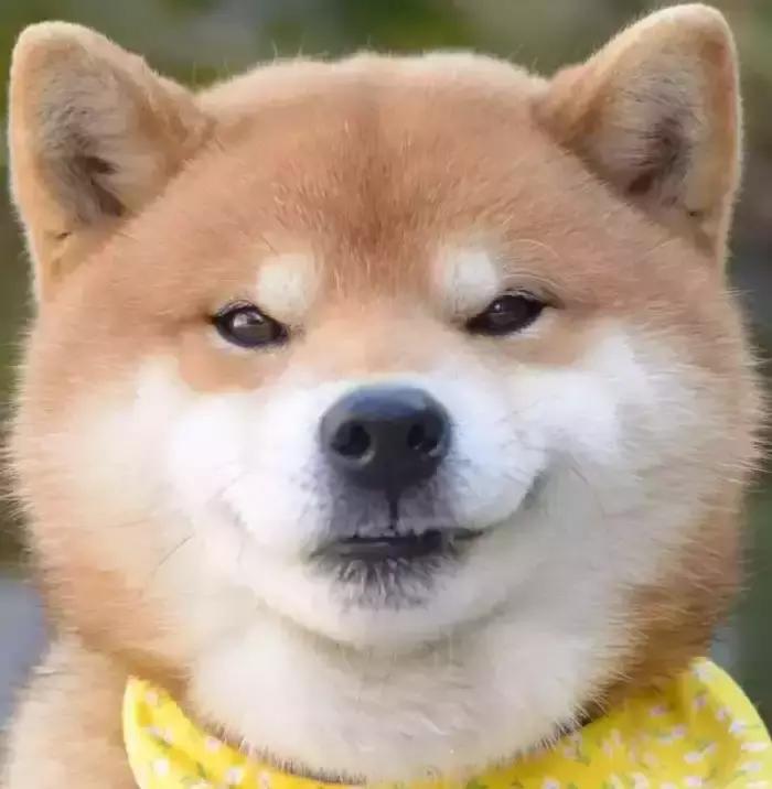 日本网友晒超可怕“恶妻便当”,这碗独特的狗粮你Get到了吗？