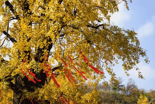 秋意浓，又到了泡温泉的好时节！南京汤山可真是个泡温泉的好地方