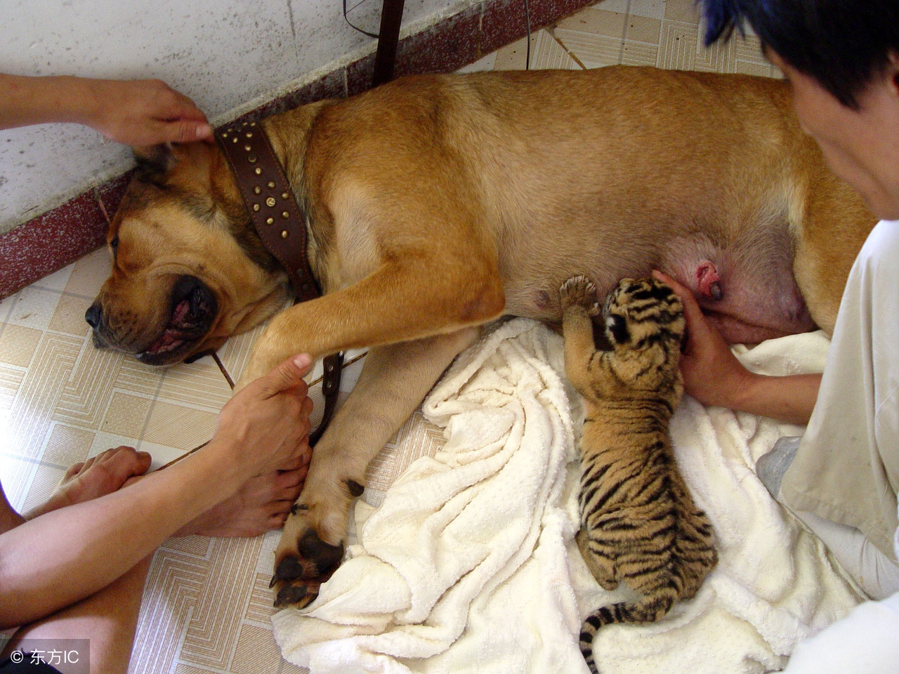 狗狗为什么会不育不孕？狗狗不孕不育该怎么办？