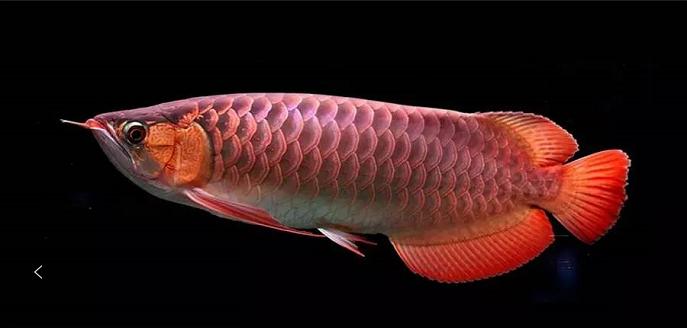 龙鱼常见病症大全,龙鱼的常见疾病以及治疗