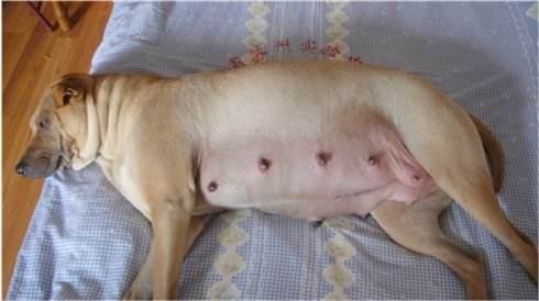 狗狗孕育小生命的过程,狗狗接生那几天要注意什么