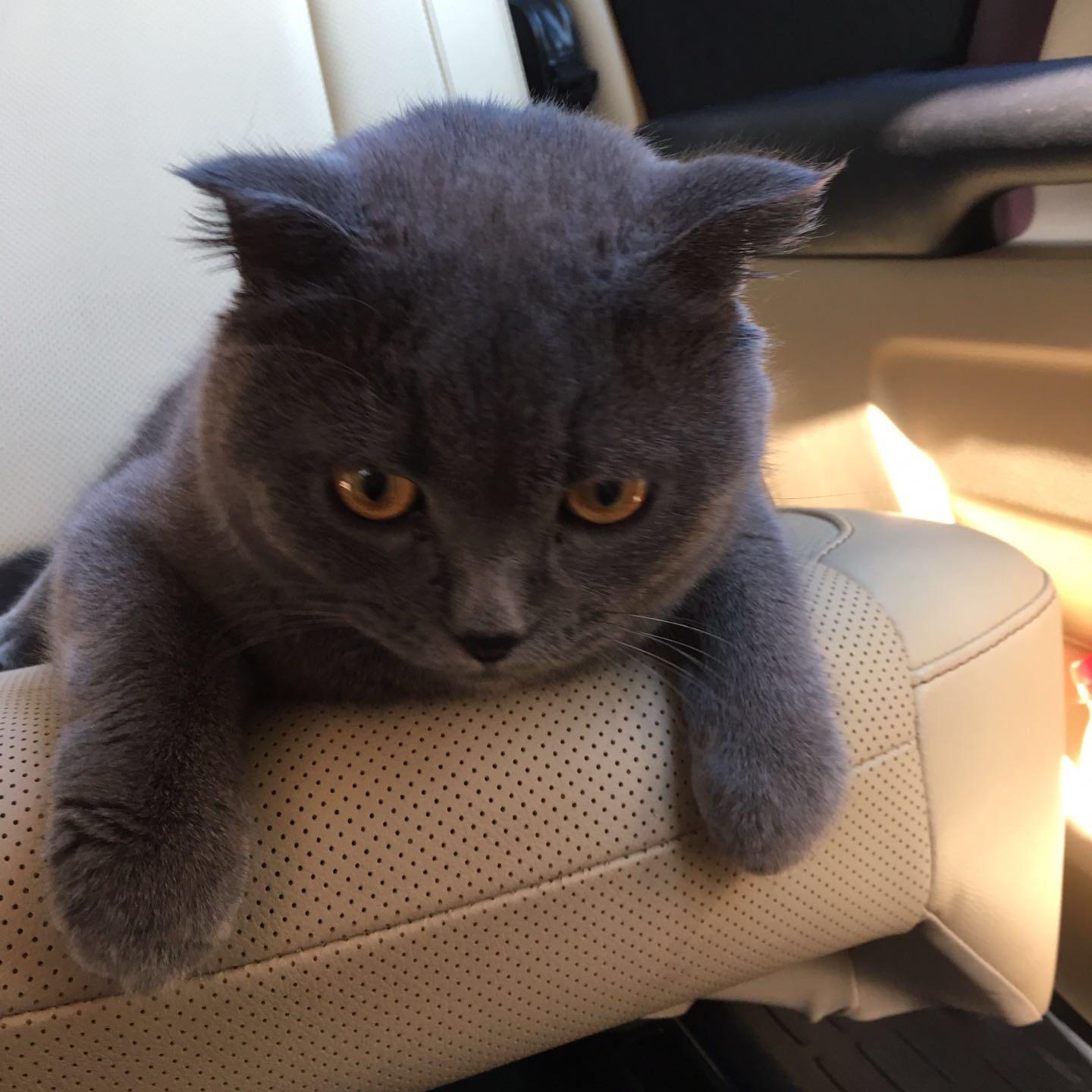 没钱想养猫怎么办,没钱就不能养猫吗