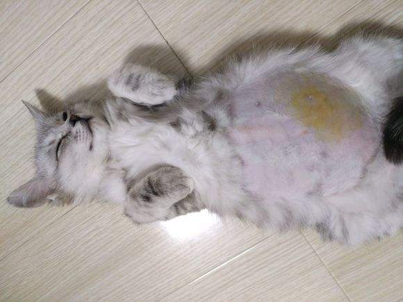 没钱想养猫怎么办,没钱就不能养猫吗