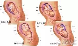 胎儿发育过程图3d动画,胎儿发育过程图水果
