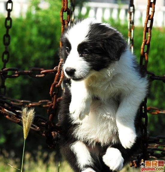 各种狗狗搞笑视频集锦,狗狗集锦