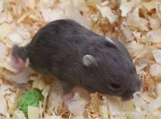 三线仓鼠和银狐仓鼠一起养可以吗,紫仓仓鼠和三线仓鼠哪个仓鼠更好