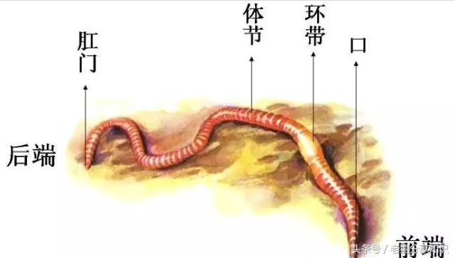八年级上册地理生物知识,八年级上册生物知识与能力答案