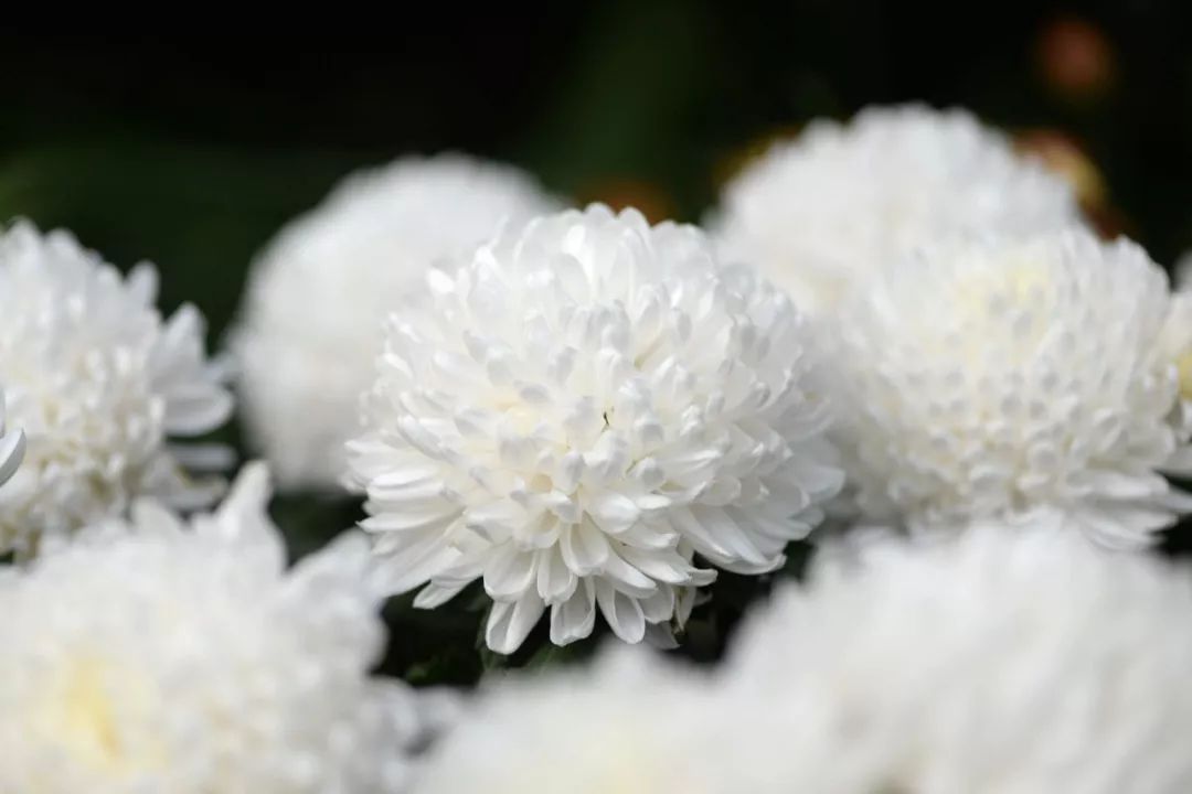 菊花什么人不建议吃呢,菊花可以吃下去吗