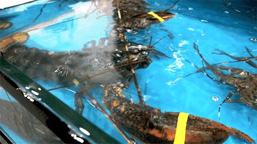 如何处理龙虾才是正确方法,龙虾活虾怎么处理最快又干净