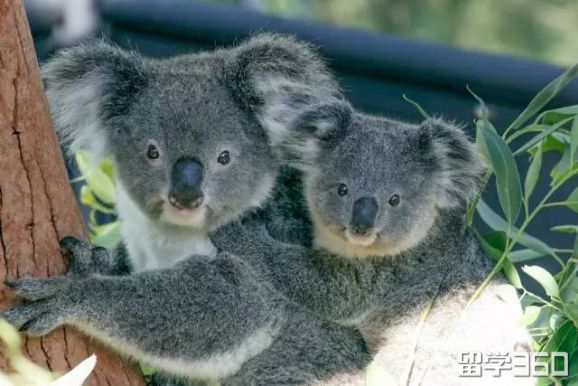 澳洲布里斯班留学要多少钱