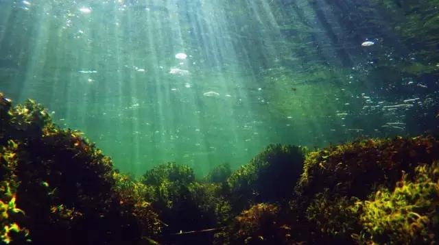 什么是原生态鱼,河北水族箱原生态