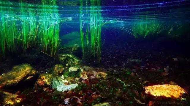 什么是原生态鱼,河北水族箱原生态