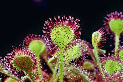 茅膏菜哪个品种捕虫效率最高,茅膏菜是食虫植物吗