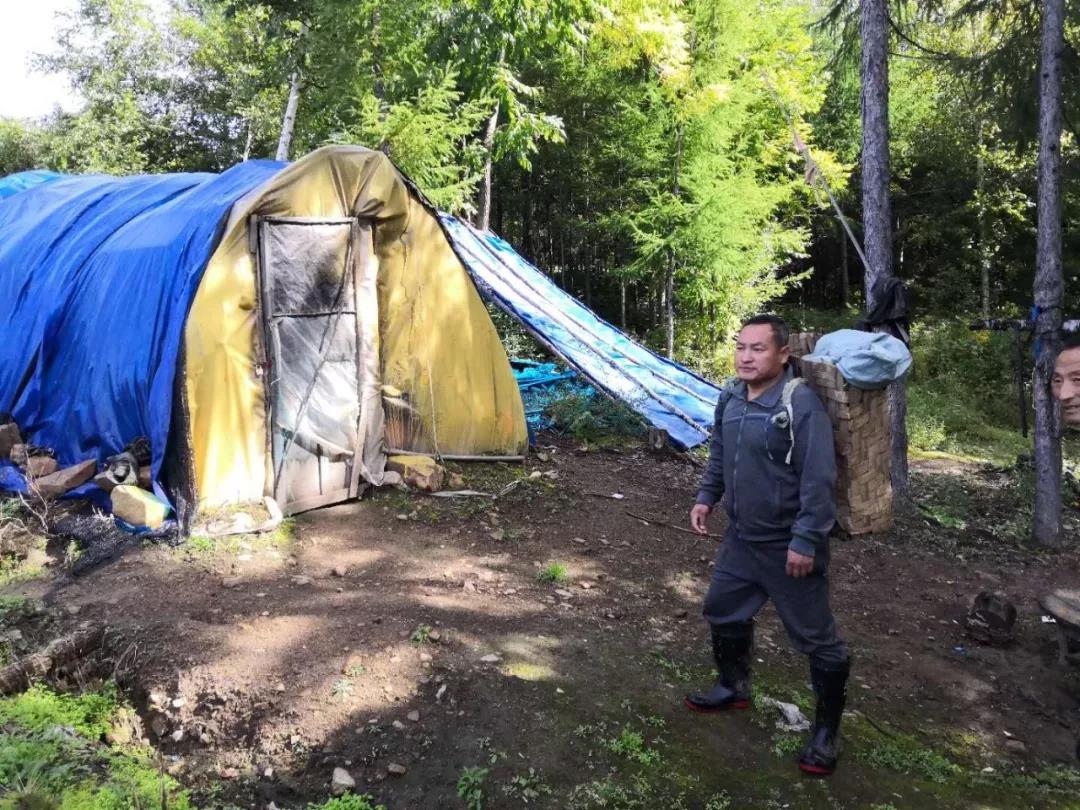 长白山鲜人参的正确吃法和功效,99%的人都没吃过的长白山鲜人参