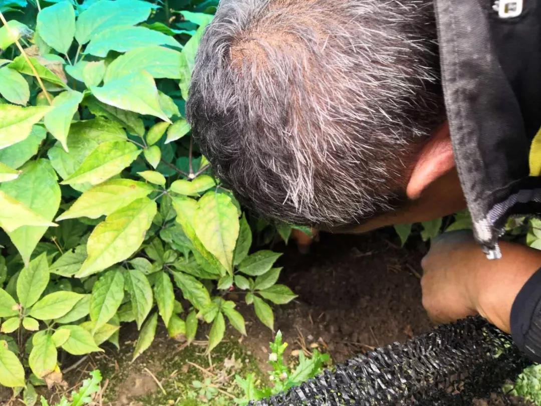 长白山鲜人参的正确吃法和功效,99%的人都没吃过的长白山鲜人参