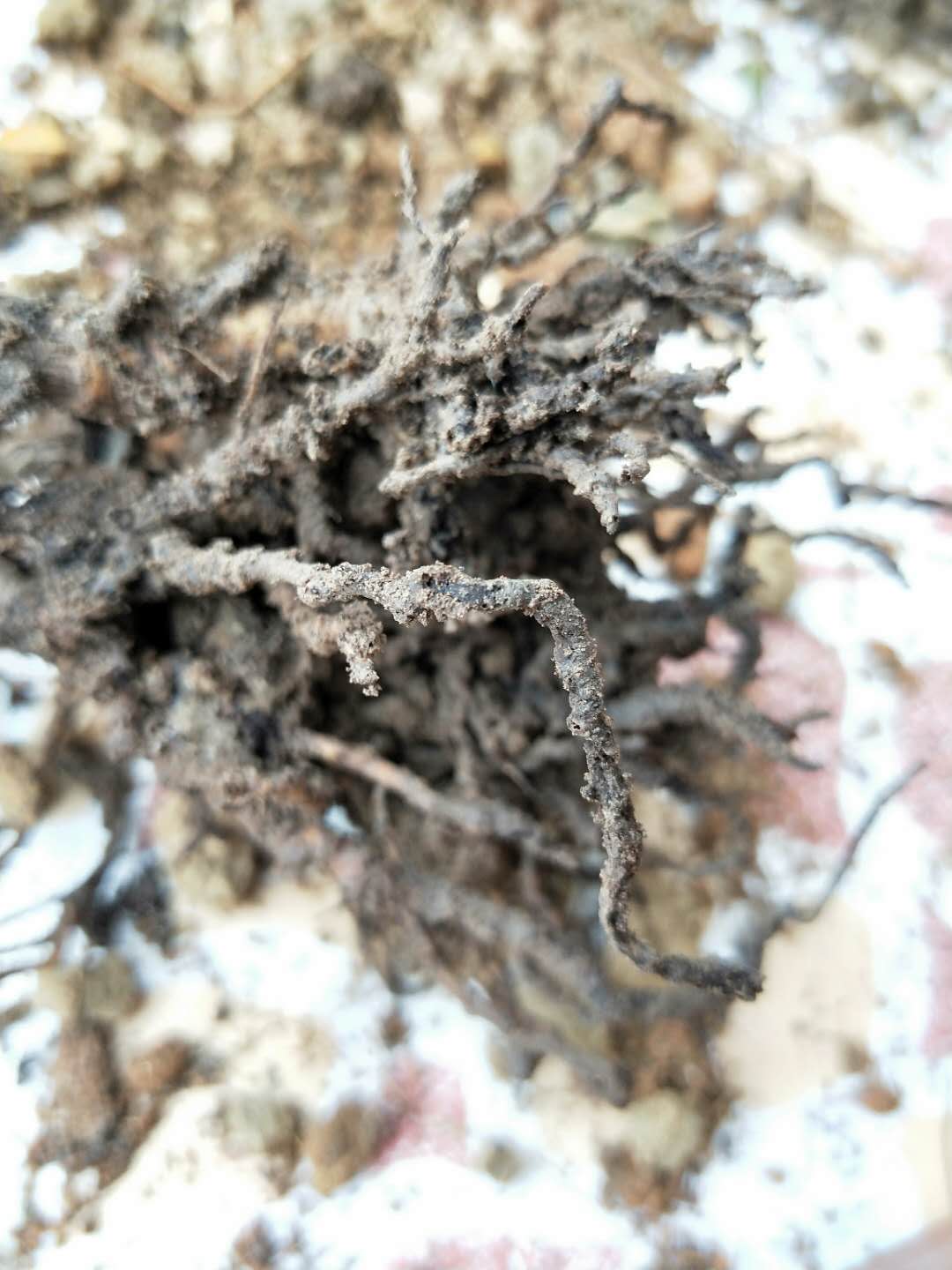 植物新叶烧叶怎么解决,植物烧尖怎么办