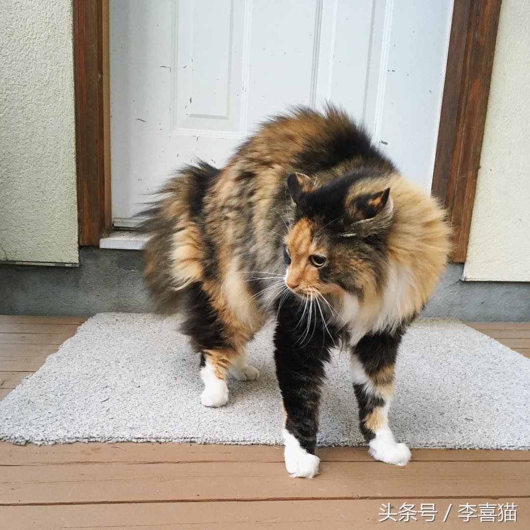 猫咪为什么看到黄瓜会吓到飞起来,猫咪被黄瓜吓是什么原因