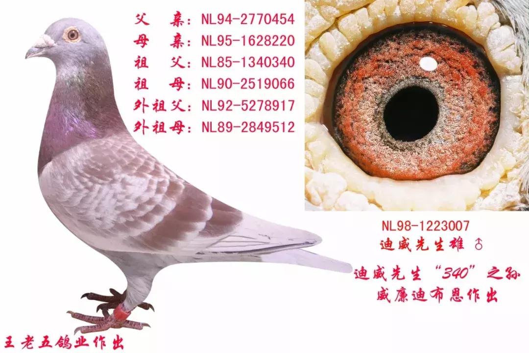 饲料控高峰，鸽脚冰冷是危险信号！