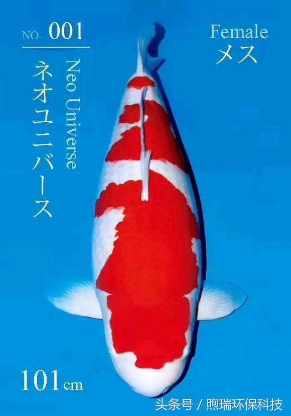 18年支付宝锦鲤是什么样子,现在还有支付宝锦鲤吗