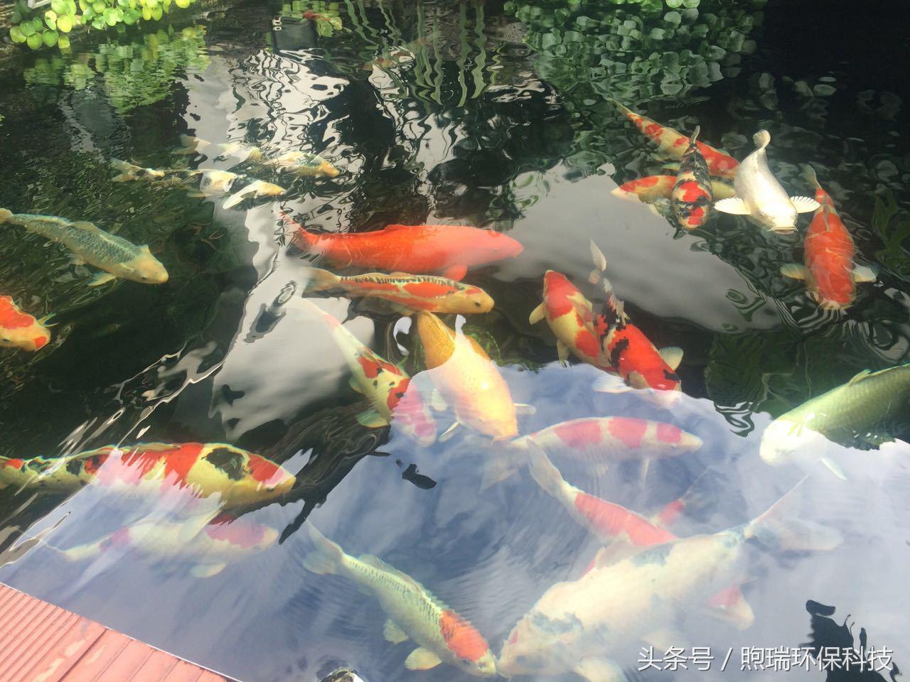 支付宝中国锦鲤有什么好处,18年支付宝锦鲤是什么样子