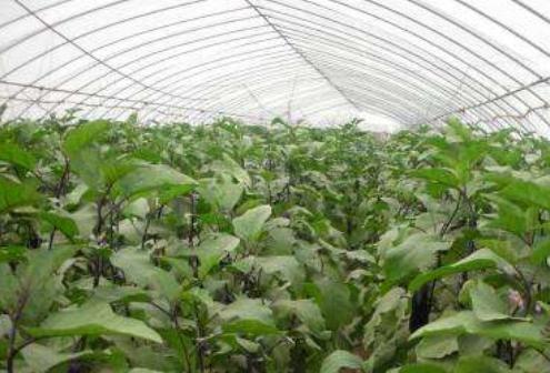 西红柿如何降低棚内的湿度,连续阴天大棚种植如何管理