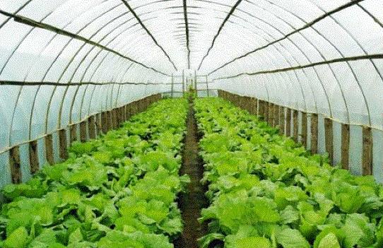 西红柿如何降低棚内的湿度,连续阴天大棚种植如何管理