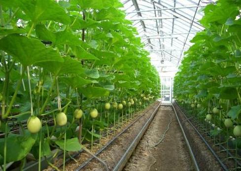 西红柿如何降低棚内的湿度,连续阴天大棚种植如何管理