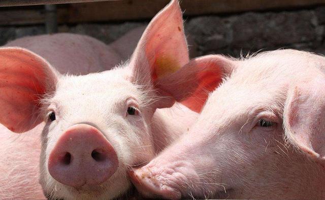 猪老是咳嗽气喘，吃了那么多药还不见好，多半是这些因素造成的