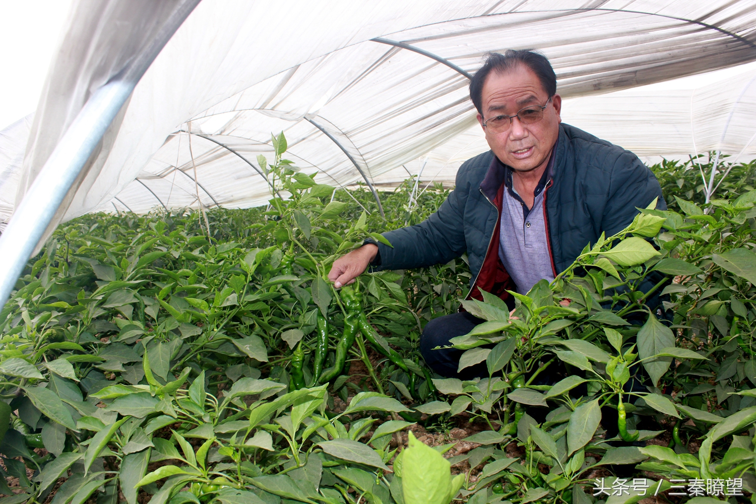 小产业引领大发展——陕西蒲城县龙池镇平头村高会学发展辣椒产业带领村民脱贫致富事迹