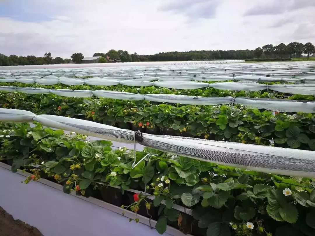 荷兰农业怎么炼成的,荷兰农业领先世界的秘密